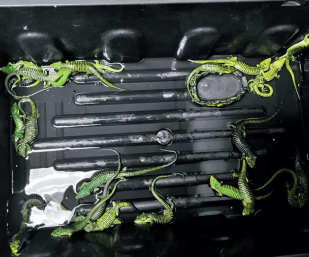 Profepa detiene a traficante internacional de animales