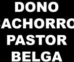 SE DONAN CACHORROS, 