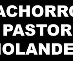 VENDO CACHORROS PASTOR 