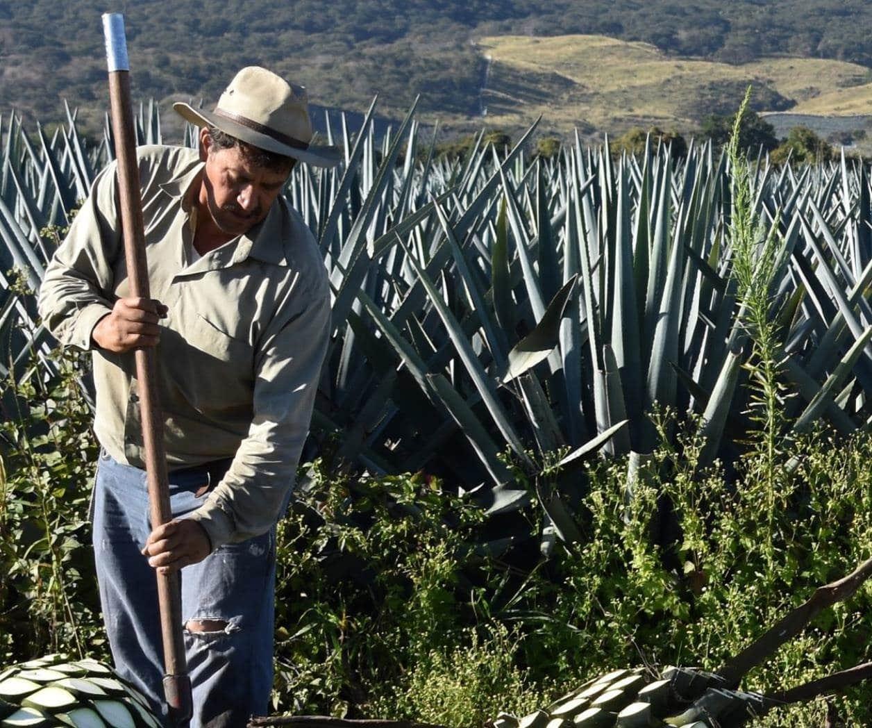 Alcanzan más de 800 agaveros certificación de ARS