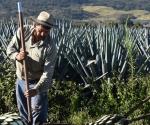 Alcanzan más de 800 agaveros certificación de ARS