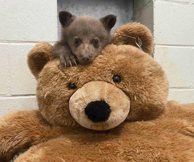 Osezno huérfano encuentra consuelo en un oso de peluche y cuidadores disfrazados