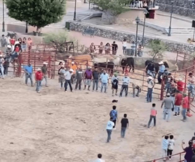 Caso de gatos atados a pirotecnia en rodeo de Guanajuato Caso de gatos atados a pirotecnia en rodeo de Guanajuato