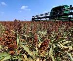 Inicia trilla de sorgo