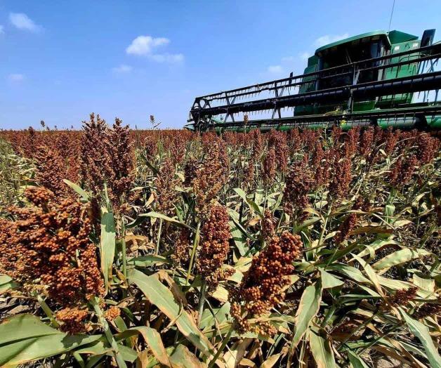 Inicia trilla de sorgo