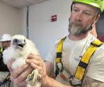 El halcón peregrino se adapta a la vida urbana