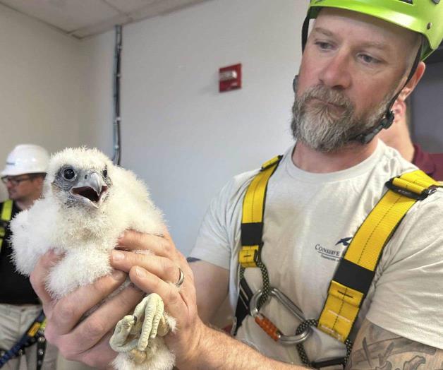 El halcón peregrino se adapta a la vida urbana El halcón peregrino se adapta a la vida urbana