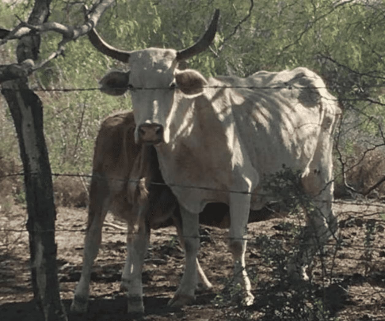 Carne infectada por gusano barrenador no representa riesgo: Experto