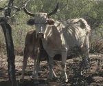 Carne infectada por gusano barrenador no representa riesgo: Experto