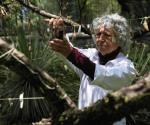 Una guardería de mariposas, el secreto de un museo de Ciudad de México