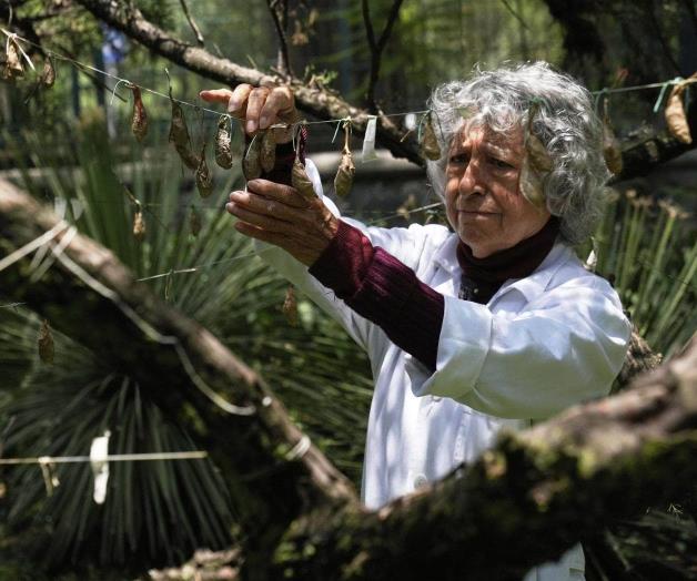 Una guardería de mariposas, el secreto de un museo de Ciudad de México Una guardería de mariposas, el secreto de un museo de Ciudad de México