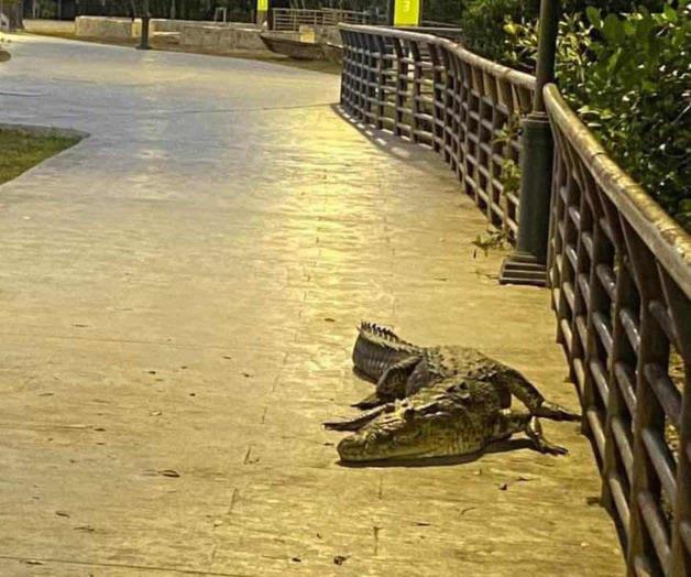 Acorralan a cocodrilos