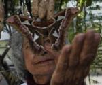 Rescate de mariposas nocturnas en museo de la capital mexicana
