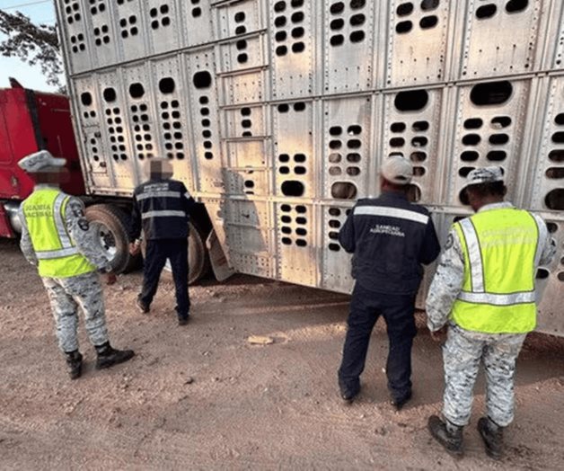 Aseguran 13 bovinos presuntamente robados en Chiapas