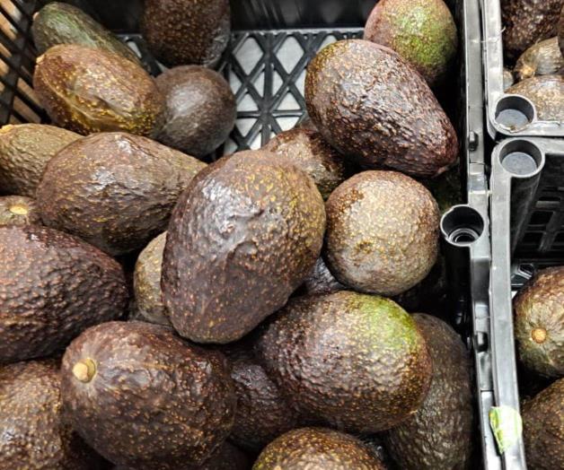 Alto precio del Aguacate Hass en Reynosa