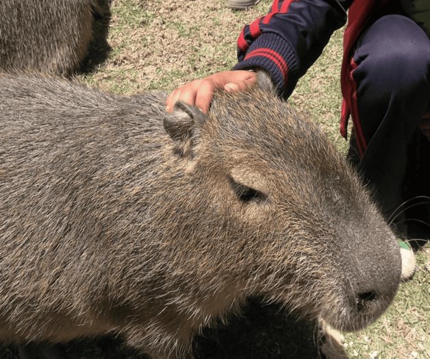 Zacango ofrece la experiencia de convivir con los capibaras