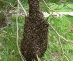 Advierten bomberos por enjambres de las abejas