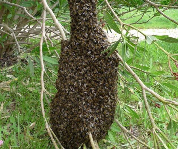 Advierten bomberos por enjambres de las abejas Advierten bomberos por enjambres de las abejas