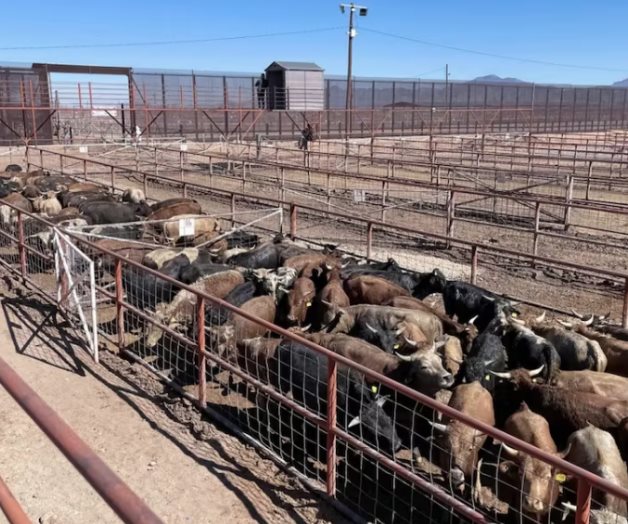 Agricultura de EU verifica resultados en combate contra gusano barrenador del ganado Agricultura de EU verifica resultados en combate contra gusano barrenador del ganado