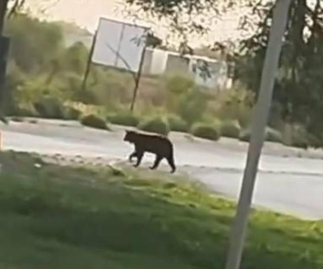 Avistamiento de oso negro en Linares causa conmoción Avistamiento de oso negro en Linares causa conmoción
