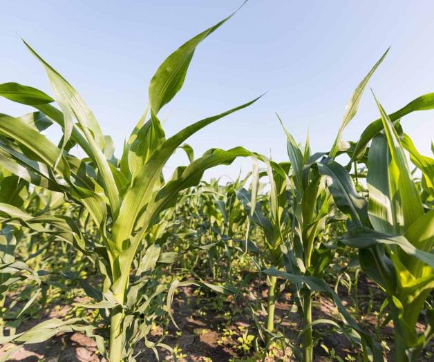 Esperan autorización de precios de granos