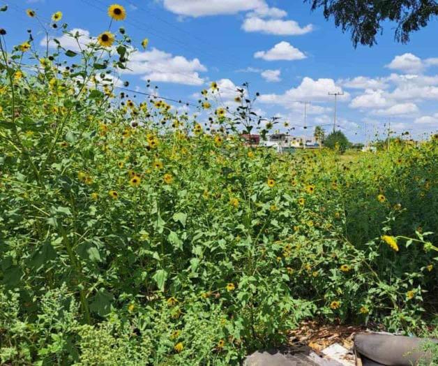 Exigen retiro de maleza en derechos de v&iacute;a de Pemex