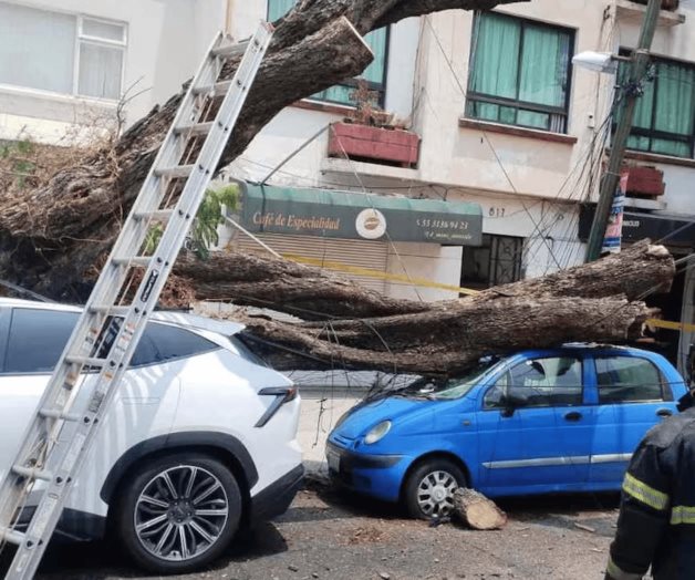 Lluvias y vientos provocan caída de árboles en CDMX Lluvias y vientos provocan caída de árboles en CDMX
