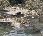 Investigan causas de la muerte de peces en El Mante