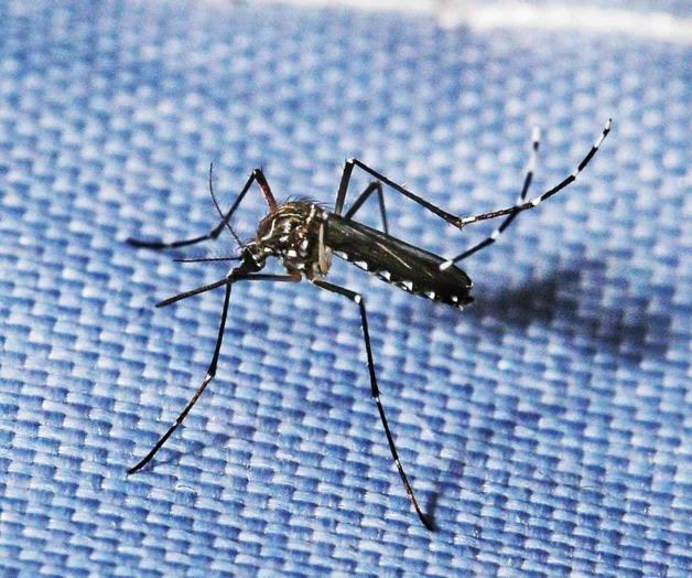 Tamaulipas entre los cinco estados con más casos de dengue en México