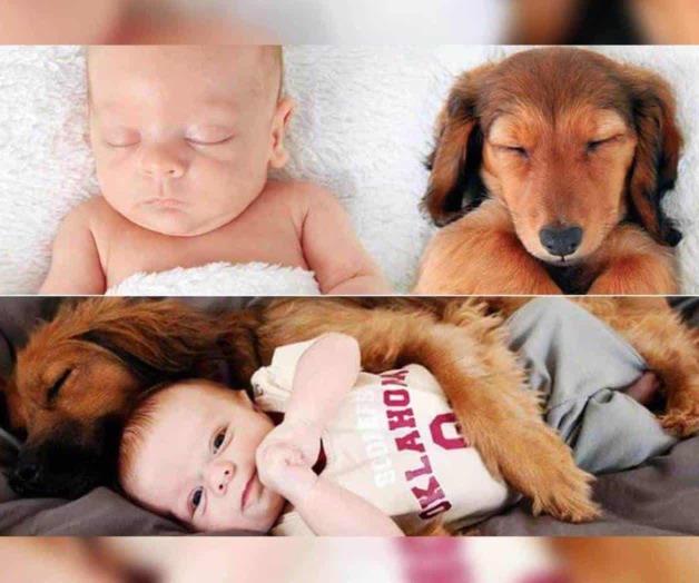 Cuáles son los beneficios de tener perros para los niños Cuáles son los beneficios de tener perros para los niños