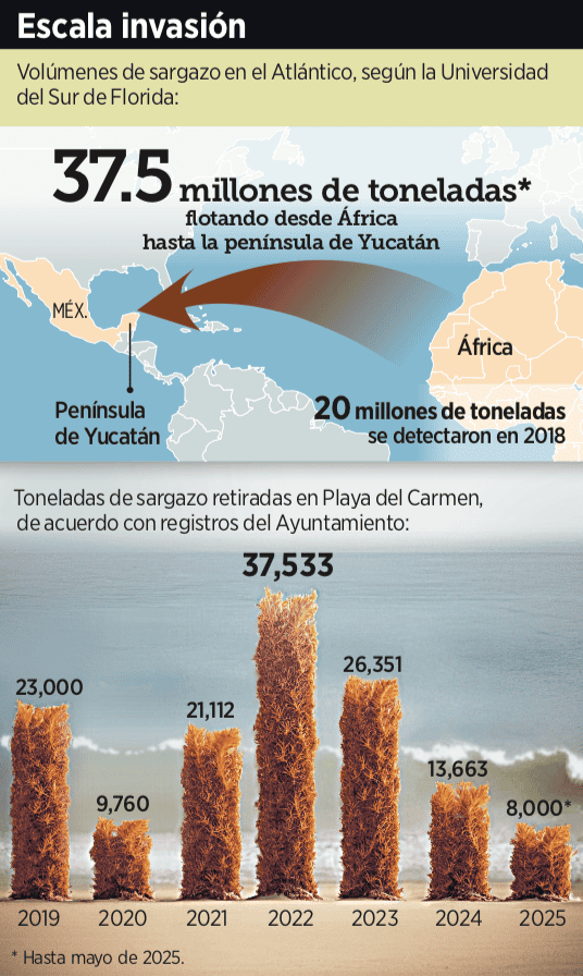 Falla estrategia contra el sargazo en Quintana Roo Falla estrategia contra el sargazo en Quintana Roo