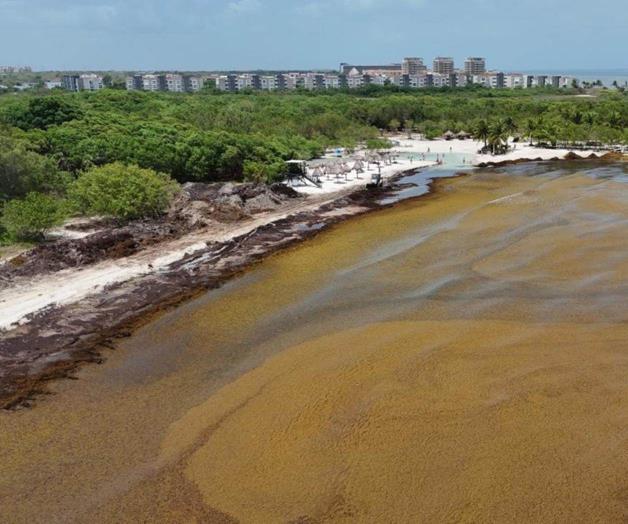 Falla estrategia contra el sargazo en Quintana Roo Falla estrategia contra el sargazo en Quintana Roo