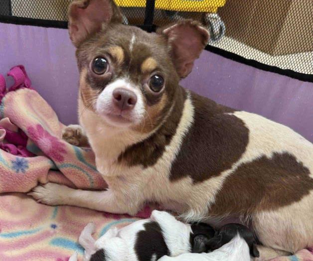 Rescatan a 101 perros en condiciones insalubres de una casa en Carolina del Norte Rescatan a 101 perros en condiciones insalubres de una casa en Carolina del Norte