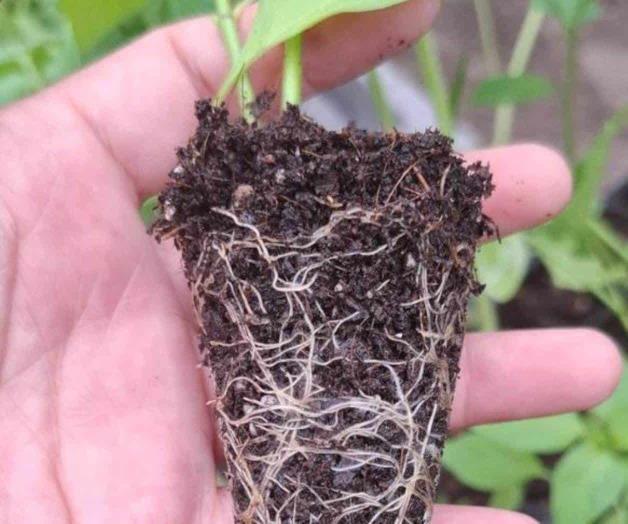 Crean conciencia por el cuidado ambiental Crean conciencia por el cuidado ambiental