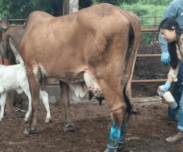 Confirman 10 casos de gusano barrenador en ganado de Oaxaca