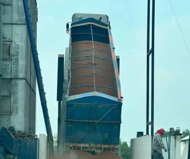 Trillas de sorgo, en pleno auge