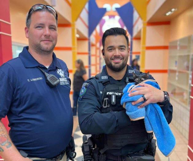 Una gatita pone en movimiento a policías Una gatita pone en movimiento a policías