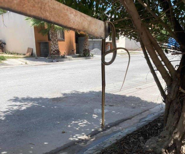 Registran éxodo de serpientes a casas Registran éxodo de serpientes a casas