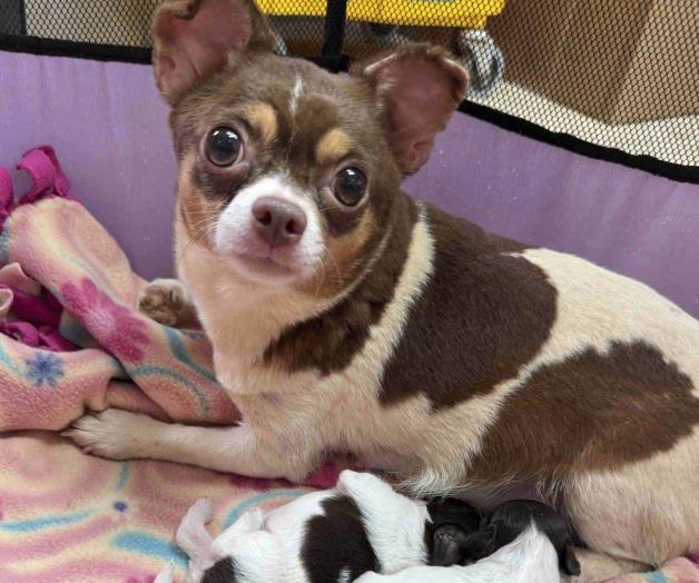 Salvan 101 perros en condiciones insalubres Salvan 101 perros en condiciones insalubres