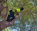 Protección Civil de Camargo responde a reporte ciudadano sobre presencia de víboras en árbol