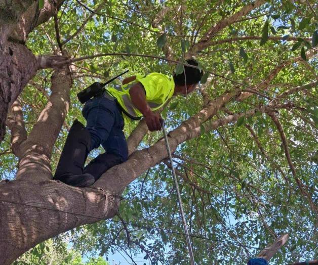 Protección Civil de Camargo responde a reporte ciudadano sobre presencia de víboras en árbol Protección Civil de Camargo responde a reporte ciudadano sobre presencia de víboras en árbol