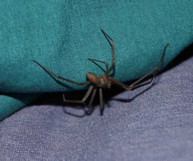 Alertan por alacranes, serpientes y arañas Alertan por alacranes, serpientes y arañas