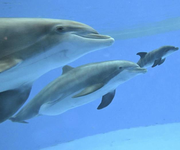 Nace delf&iacute;n en zool&oacute;gico de Chicago