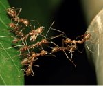 Lo que la arquitectura animal nos enseña sobre la evolución