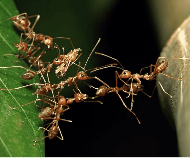 Lo que la arquitectura animal nos enseña sobre la evolución