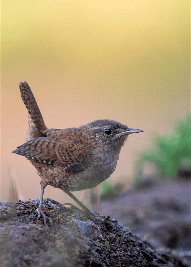 Alegría y placer de observar aves (y leer sobre ellas)