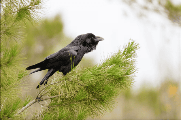 Alegría y placer de observar aves (y leer sobre ellas)