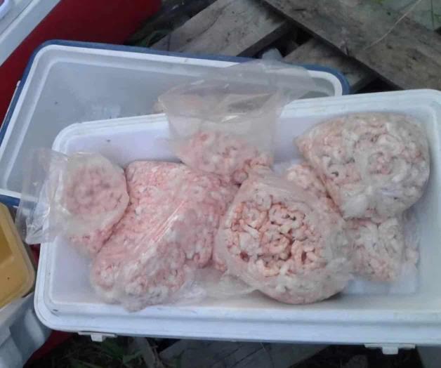 Vigilan venta de mariscos