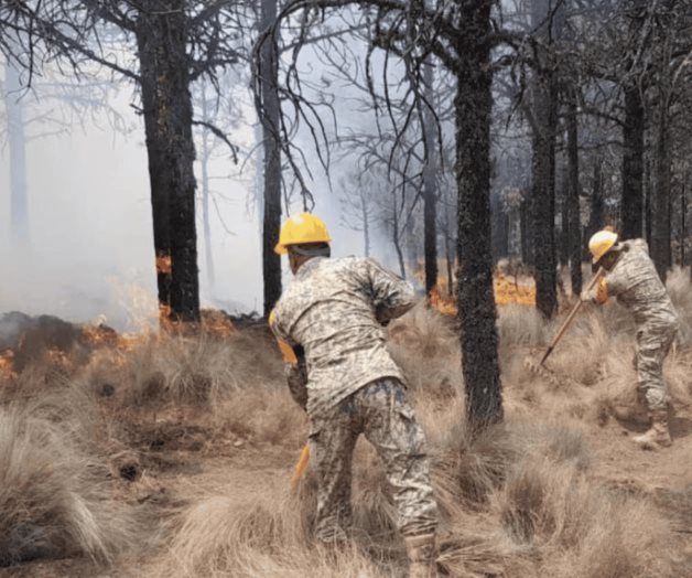 Protecci&oacute;n Civil de Chiapas controla incendio en la Selva Lacandona