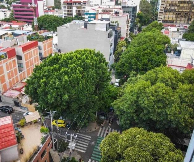 Sedema protege árboles en Miguel Laurent 48 ante derribo autorizado